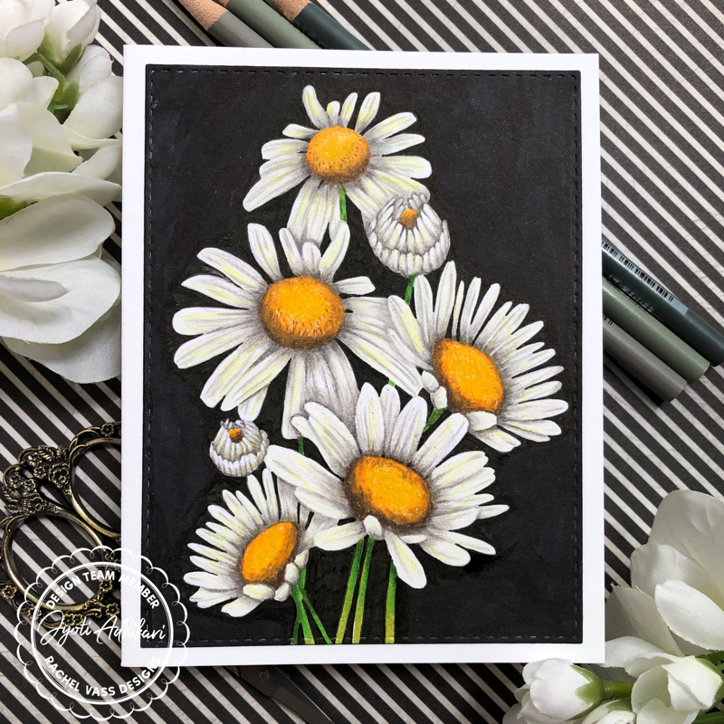 Sunshine Daisies by Rachel Vass Designs White daisies against black background