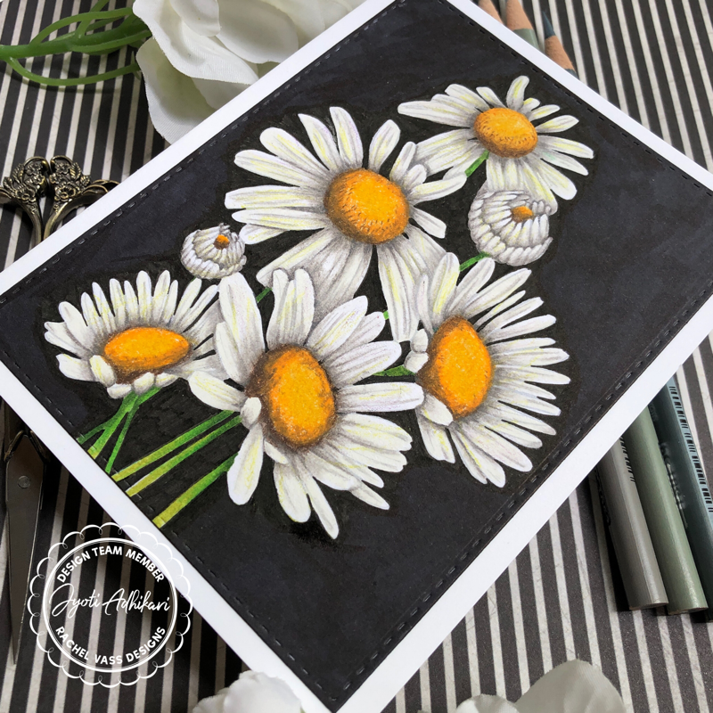 Sunshine Daisies by Rachel Vass Designs pencil colored with black background